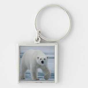 Eisbär, Ursus Maritimus, Erwachsener Schlüsselanhänger