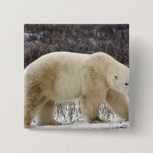 Eisbär Ursus maritimus) in Churchill Button