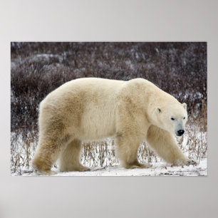 Eisbär Ursus maritimus) in Churchill Poster