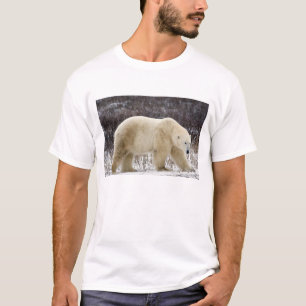 Eisbär Ursus maritimus) in Churchill T-Shirt
