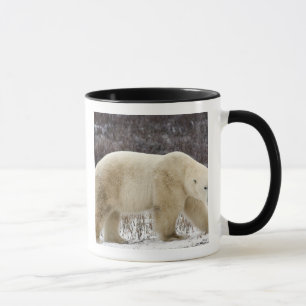 Eisbär (Ursus maritimus) in Churchill Tasse