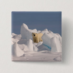Eisbär, Ursus maritimus, in rauen Eis Button