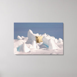 Eisbär, Ursus maritimus, in rauen Eis Leinwanddruck