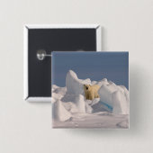 Eisbär, Ursus maritimus, in Roheis Button (Vorne & Hinten)