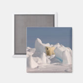 Eisbär, Ursus maritimus, in Roheis Magnet (Vorderseite/Rückseite)