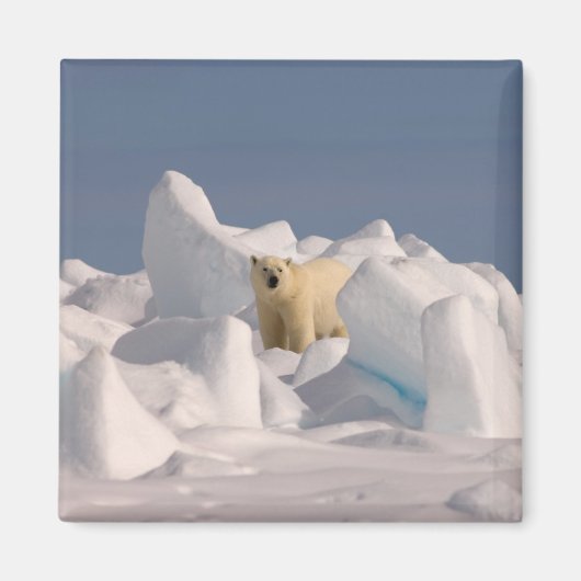 Eisbär, Ursus maritimus, in Roheis Magnet (Vorne)