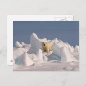 Eisbär, Ursus maritimus, in Roheis Postkarte (Vorne/Hinten)