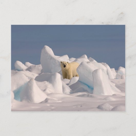Eisbär, Ursus maritimus, in Roheis Postkarte (Vorderseite)