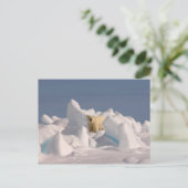 Eisbär, Ursus maritimus, in Roheis Postkarte (Stehend Vorderseite)