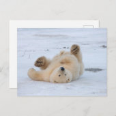 Eisbär, Ursus maritimus, Junges, das 3 rollt Postkarte (Vorne/Hinten)