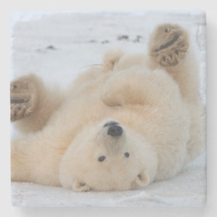 Eisbär, Ursus maritimus, Junges, das 3 rollt Steinuntersetzer