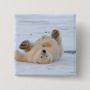 Eisbär, Ursus maritimus, Jungtier rollt 3 Button