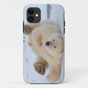 Eisbär, Ursus maritimus, Jungtier rollt 3 iPhone 11 Hülle