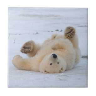Eisbär, Ursus maritimus, Jungtier rollt 3 Fliese