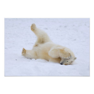 Eisbär, Ursus maritimus, Jungtier rollt Fotodruck