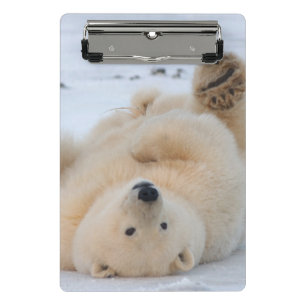 Eisbär, Ursus maritimus, Jungtier rollt Mini Klemmbrett
