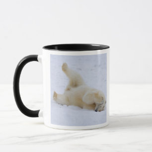Eisbär, Ursus maritimus, Jungtier rollt Tasse