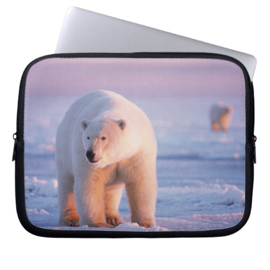 Eisbär, Ursus maritimus Laptopschutzhülle (Vorderseite)