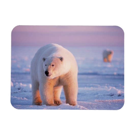 Eisbär, Ursus maritimus Magnet (Horizontal)