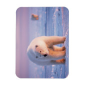 Eisbär, Ursus maritimus Magnet (Vertikal)