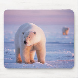 Eisbär, Ursus maritimus Mousepad