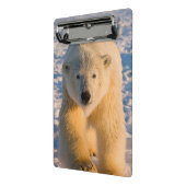 Eisbär, Ursus maritimus, polar betreffen Eis Mini Klemmbrett (Gewinkelt2)