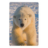 Eisbär, Ursus maritimus, polar betreffen Eis Mini Klemmbrett (Rückseite)