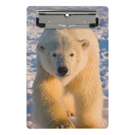 Eisbär, Ursus maritimus, polar betreffen Eis Mini Klemmbrett (Vorderseite)
