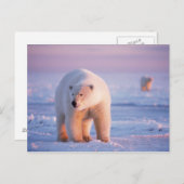 Eisbär, Ursus maritimus Postkarte (Vorne/Hinten)