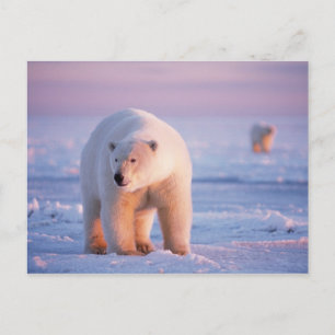 Eisbär, Ursus maritimus Postkarte