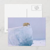 Eisbär, Ursus maritimus Postkarte (Vorne/Hinten)
