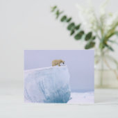 Eisbär, Ursus maritimus Postkarte (Stehend Vorderseite)