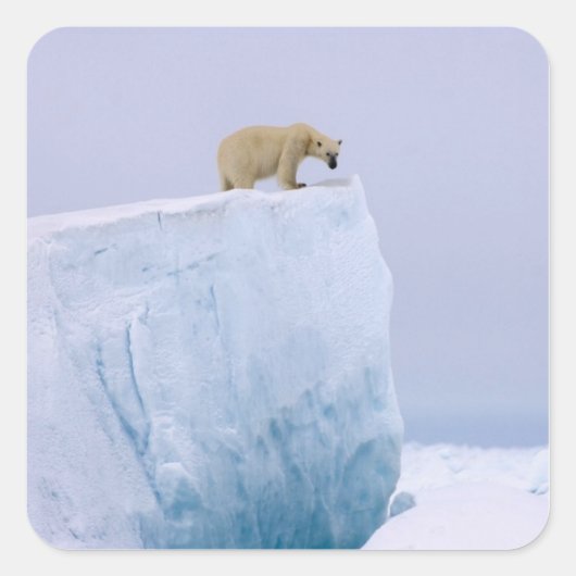 Eisbär, Ursus maritimus Quadratischer Aufkleber (Vorderseite)