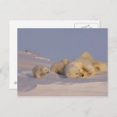 Eisbär, Ursus maritimus, Sau, die mit spielt Postkarte (Vorne/Hinten)