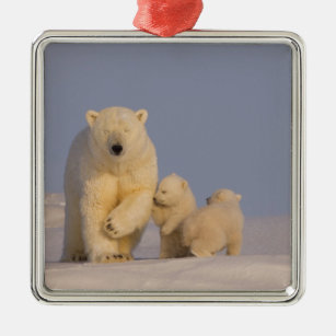 Eisbär, Ursus maritimus, Sau mit neugeborenen 3 Silbernes Ornament