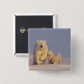 Eisbär, Ursus maritimus, Sauen mit Neugeborenen Button (Vorne & Hinten)