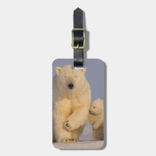 Eisbär, Ursus maritimus, Sauen mit Neugeborenen Gepäckanhänger