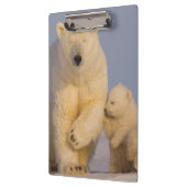 Eisbär, Ursus maritimus, Sauen mit Neugeborenen Klemmbrett (Links)