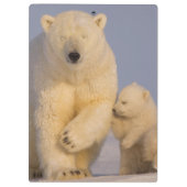 Eisbär, Ursus maritimus, Sauen mit Neugeborenen Klemmbrett (Rückseite)