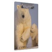 Eisbär, Ursus maritimus, Sauen mit Neugeborenen Klemmbrett (Rechts)