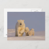 Eisbär, Ursus maritimus, Sauen mit Neugeborenen Postkarte (Vorne/Hinten)