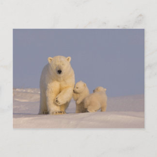 Eisbär, Ursus maritimus, Sauen mit Neugeborenen Postkarte