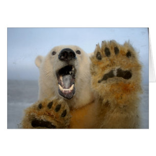 Eisbär, Ursus maritimus, schaut neugierig
