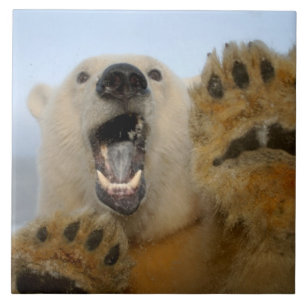 Eisbär, Ursus maritimus, schaut neugierig Fliese