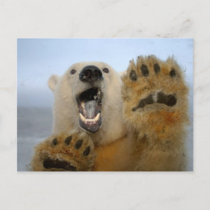 Eisbär, Ursus maritimus, schaut neugierig in 2 Postkarte