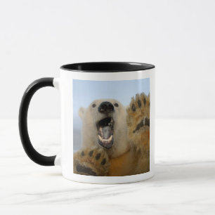 Eisbär, Ursus maritimus, schaut neugierig Tasse