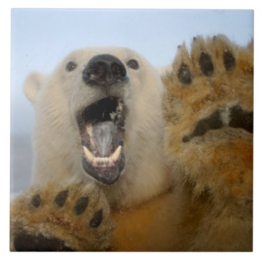 Eisbär, Ursus maritimus, sieht seltsam aus Fliese (Vorderseite)
