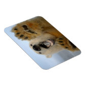 Eisbär, Ursus maritimus, sieht seltsam aus Magnet (Rechte Seite)