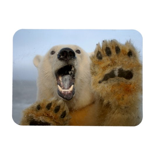Eisbär, Ursus maritimus, sieht seltsam aus Magnet (Horizontal)