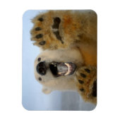 Eisbär, Ursus maritimus, sieht seltsam aus Magnet (Vertikal)